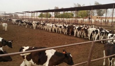 دفعة مالية جديدة لمشروع البتلو.. نحو 150 مليون جنيه لصغار المربين