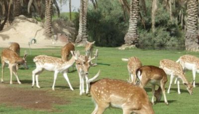 حديقة حيوان الجيزة.. موعد الافتتاح وأسعار التذاكر