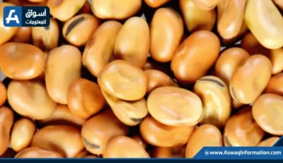 سعر الفول اليوم الثلاثاء لدى التاجر.. كم يبلغ ثمن أردب الفول البلدي؟