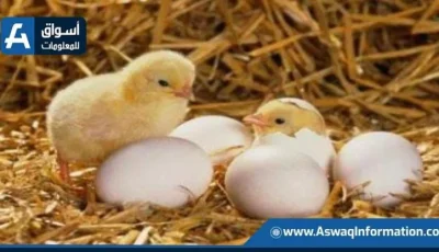 تحديث أسعار الكتاكيت البيضاء اليوم الأربعاء في المزرعة