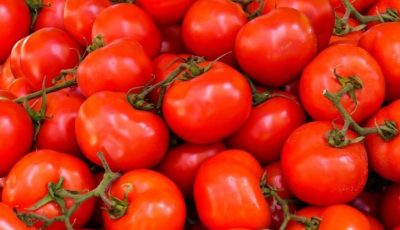 ارتفاع حالات الإصابة بالسالمونيلا في بريطانيا.. ما علاقة الطماطم؟