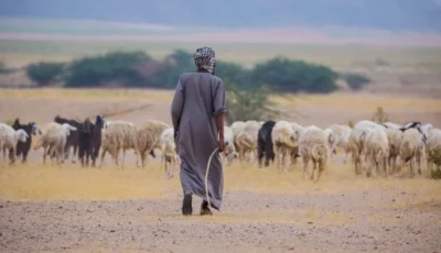 متحدث مركز الغطاء النباتي ومكافحة التصحر: 4 مزايا للرعي المنظم