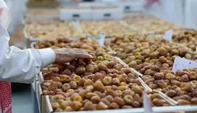 بأكثر من 8 ملايين نخلة و80 صنفًا.. الرياض تُعزّز إنتاج المملكة من التمور