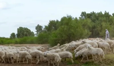 الغطاء النباتي يُطلق مبادرة للسماح بالرعي بعدد من مناطق المملكة