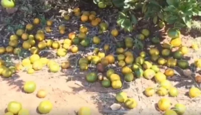 «الإرشاد الزراعي»: 4 أسباب لتساقط أزهار وثمار أشجار الحمضيات
