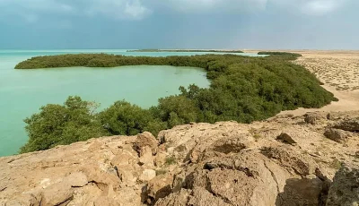 3 أسباب لنجاح زراعة المانجروف على سواحل المملكة