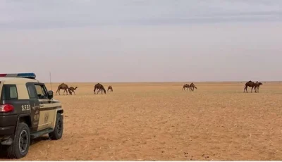 ضبط مخالف لارتكابه مخالفة رعيٍ في محمية الإمام عبدالعزيز بن محمد الملكية