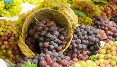 زراعة العنب في القصيم.. إنتاج نوعي يعزّز تنوّع المحاصيل ويدعم الاقتصاد المحلي