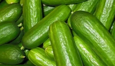 لا تفوت هذا.. 3 مزايا رائعة لتناول الخيار في وجبة الإفطار