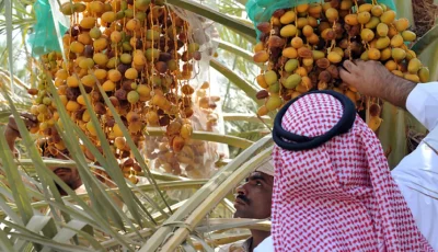 «الإرشاد الزراعي» تكرار استخدام فرشات بلاستيكية بحصاد التمور يجعلها مصدرًا للآفات