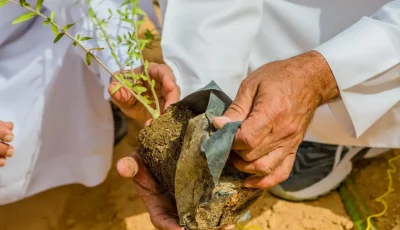 زراعة أكثر من 7.5 ملايين شجرة ضمن مبادرة “أرض القصيم خضراء”