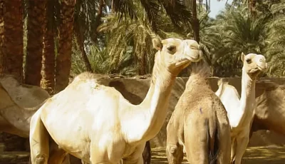 الأمير جلوي بن عبدالعزيز يدشّن جمعية الإبل بمنطقة نجران