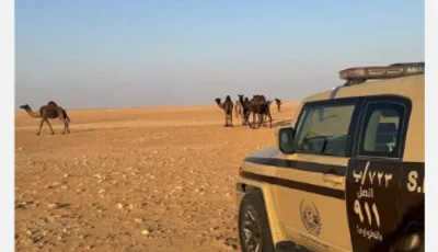 ضبط مواطن لارتكابه مخالفة رعي في محمية الإمام عبدالعزيز بن محمد الملكية