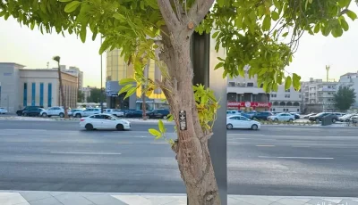  بعد إطلاق مشروع توثيق ورقمنة الأشجار.. الخبر أول مدينة خضراء ذكية