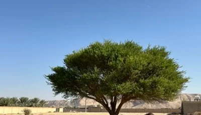 شجرة الطلح النجدي.. أيقونة الأودية والشعاب في بيئة المملكة