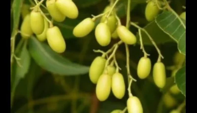 مستخلص وزيت النيم بديل آمن لمكافحة الآفات والحفاظ على البيئة