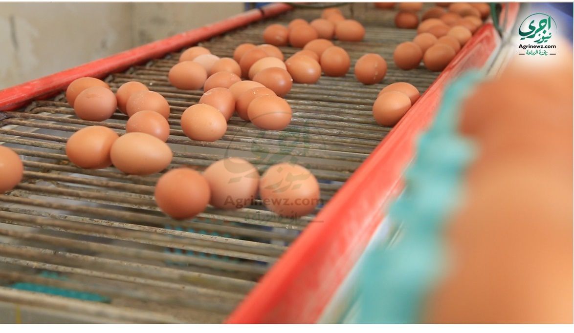 70 مليون بيضة سنوياً.. مشروع الدواجن العملاق بالغربية .. فرص ع…