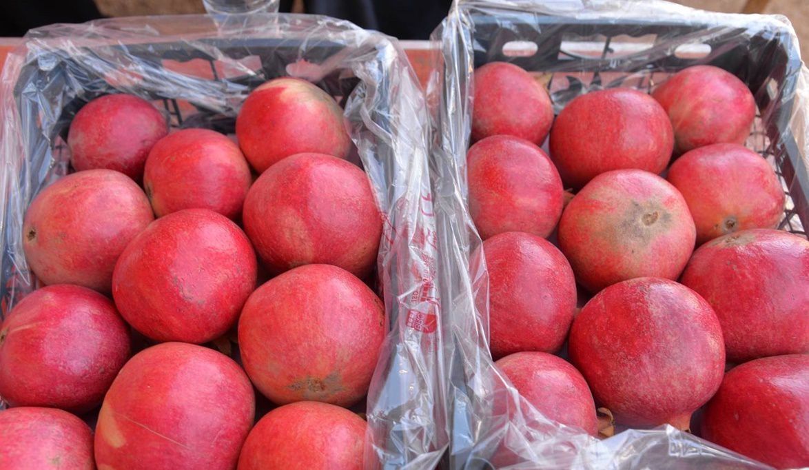 “الحجر الزراعي” يُحكم القبضة.. تتبع صارم للرمان وإحالة الشركات المخالفة للنيابة – موقع اجرى نيوز الإخباري