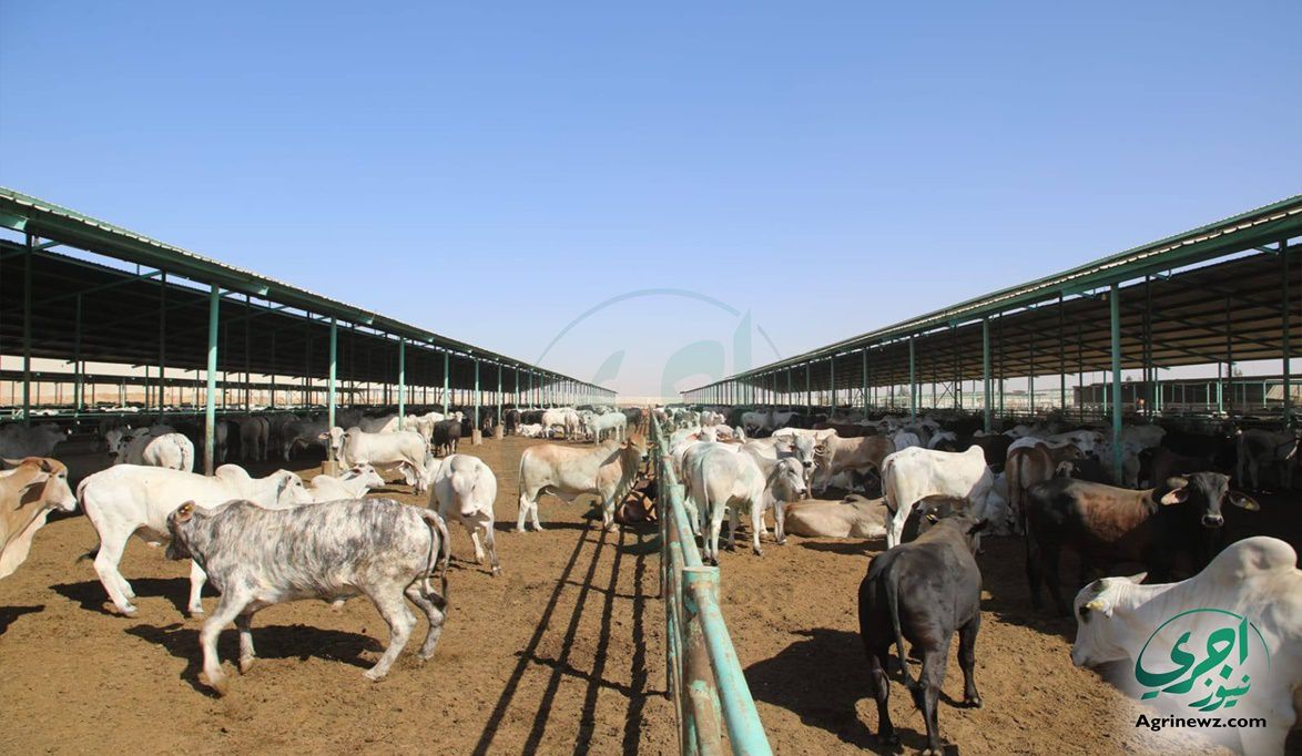 إجراءات ميسّرة للحصول على رؤوس ماشية البتلو.. والزراعة: بدون ر…