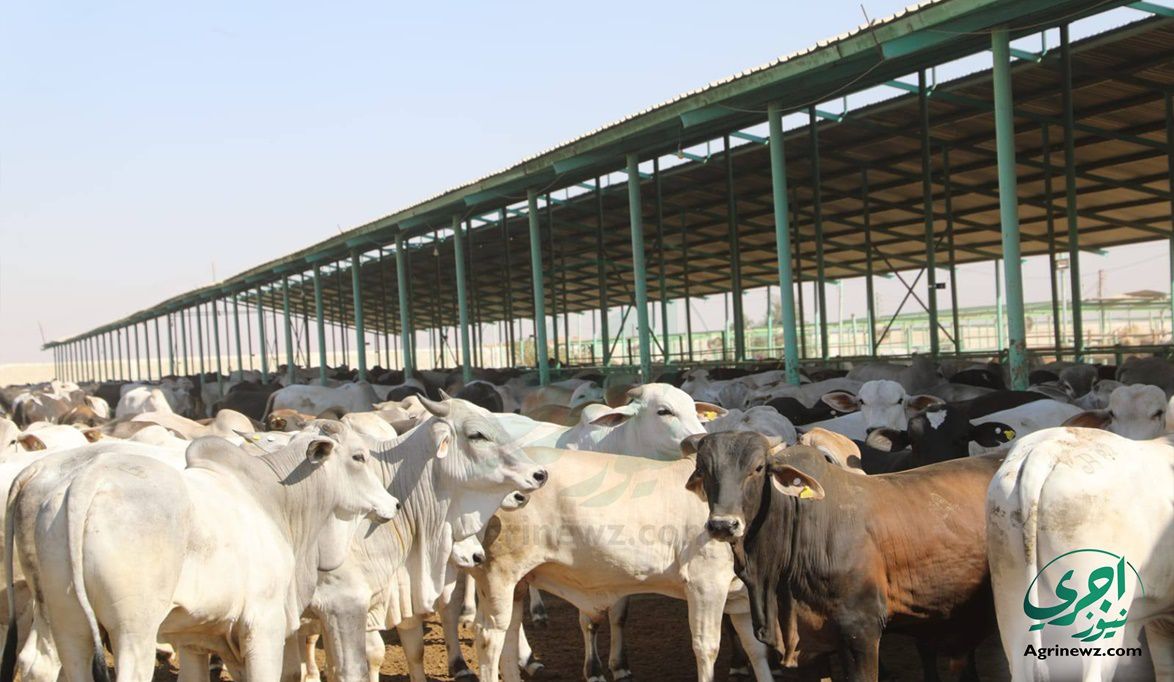 عجول مستوردة وأماكن مرخّصة وتمويل ال…