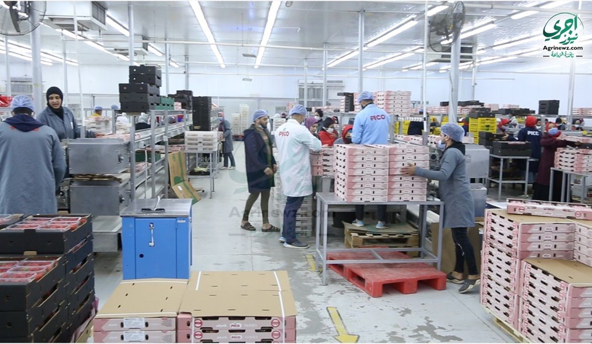 لن تُصدر بدون تكويد .. تعرف على إجراءات تسجيل المزارع ومحطات ا…