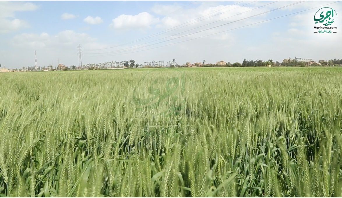 سعر توريد مُعلن ومُحفز.. 2350 جنيهاً لأردب القمح لدعم المزارعي…