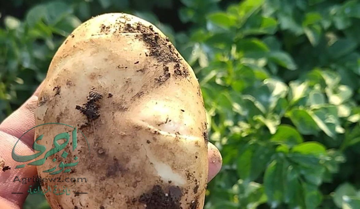 “فخ الحرارة” يُهدد المحاصيل الشتوية.. الزراعة تُحذر من موجة غي…