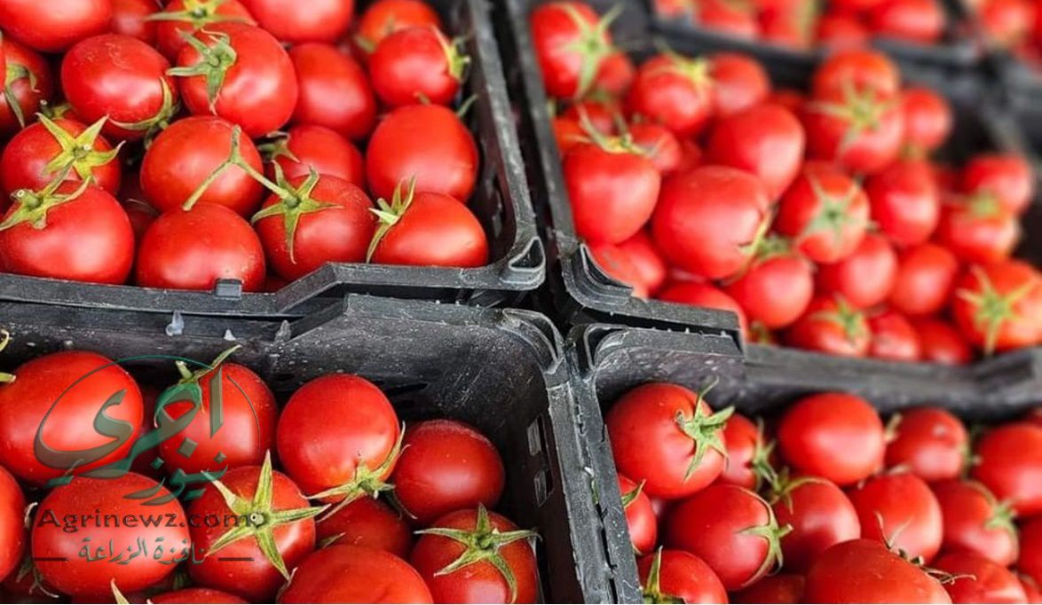 لماذا تتوافر الطماطم في مصر طوال العام؟ العروة الصيفية تستحوذ …
