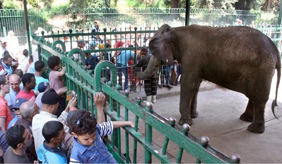 افتتاح حديقة حيوان الجيزة قريباً تحديثات تكنولوجية وتجارب ترفي…