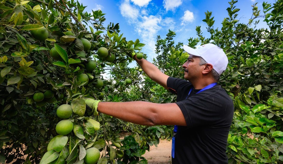 “الزراعة” تعلن بدء الموسم التصديري الجديد لمحصول البرتقال المص…