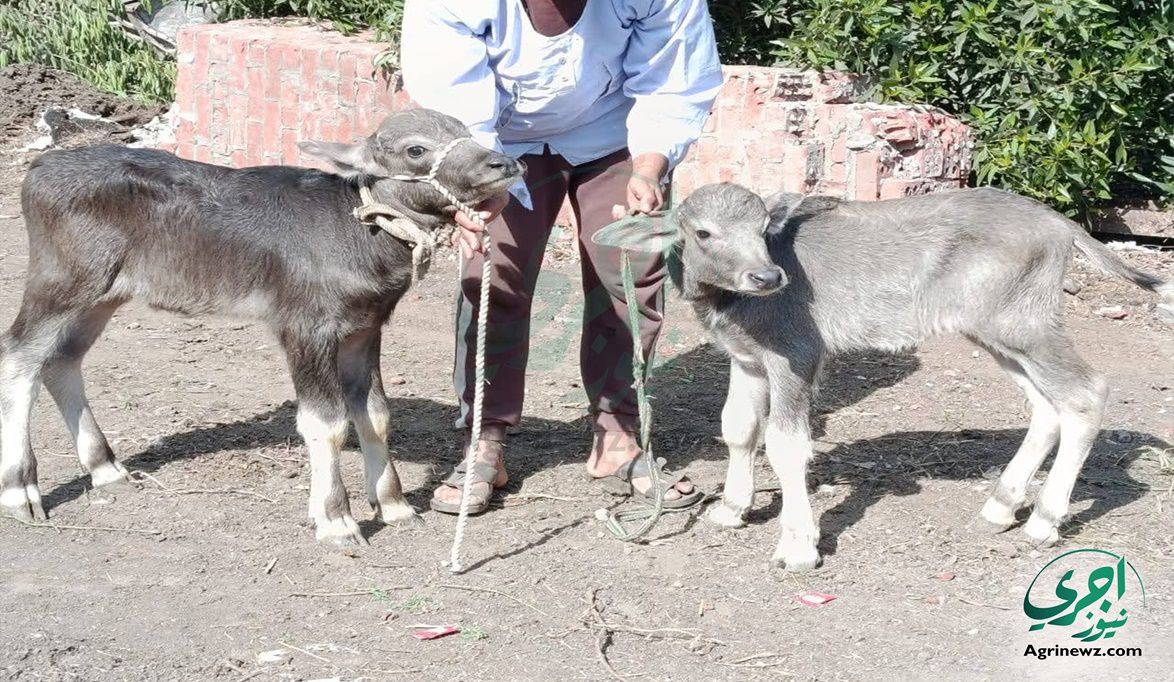 تمويل ميسّر وعجول البتلو سريعة ا…