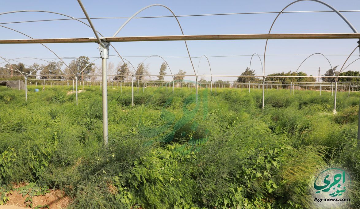 جرين أكتوبر من أوائل المزارع التي أدخلت زراعة الإسب…