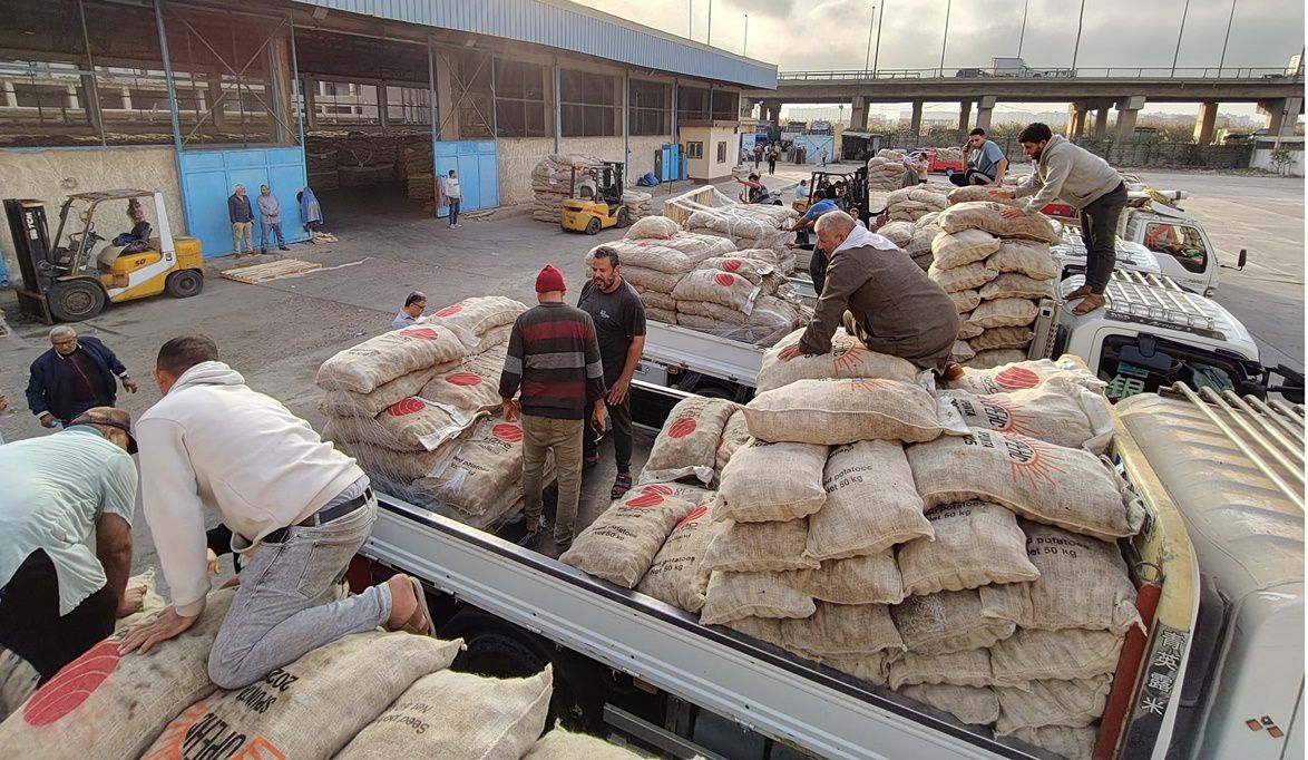 الاتحاد العام للحاصلات البستانية يبدأ تسليم تقاوي البطاطس للمز…