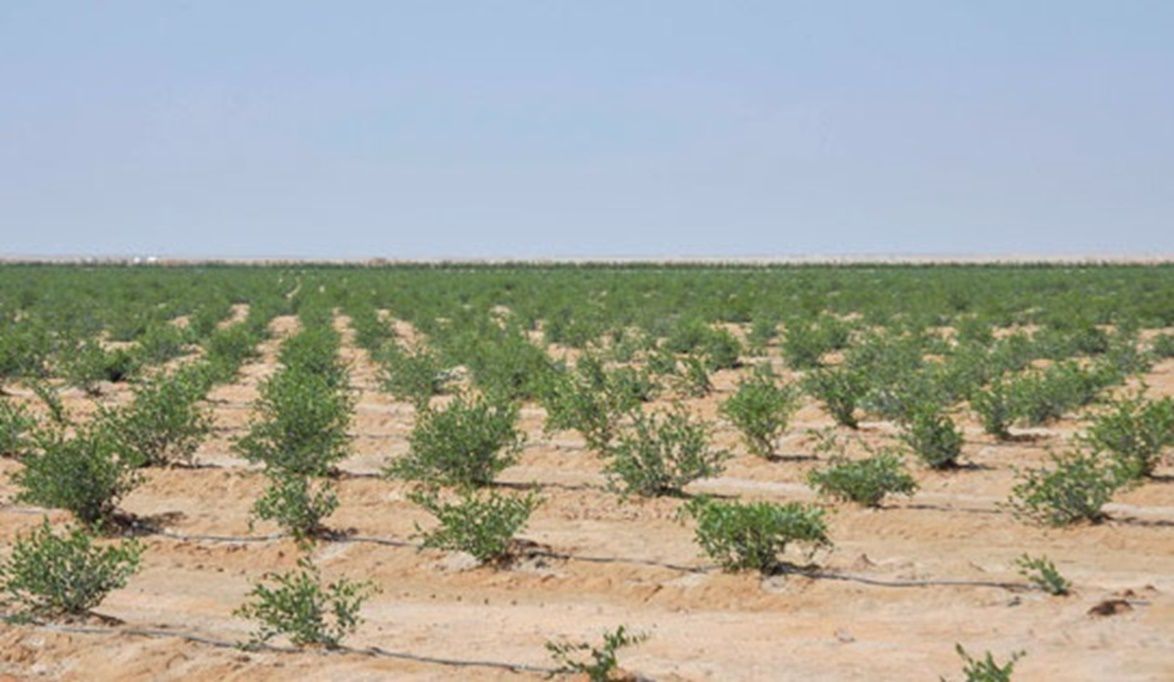 وسط أجواء البحر الأحمر المناخية .. مصر تطلق أكبر مشروع لزراعة …