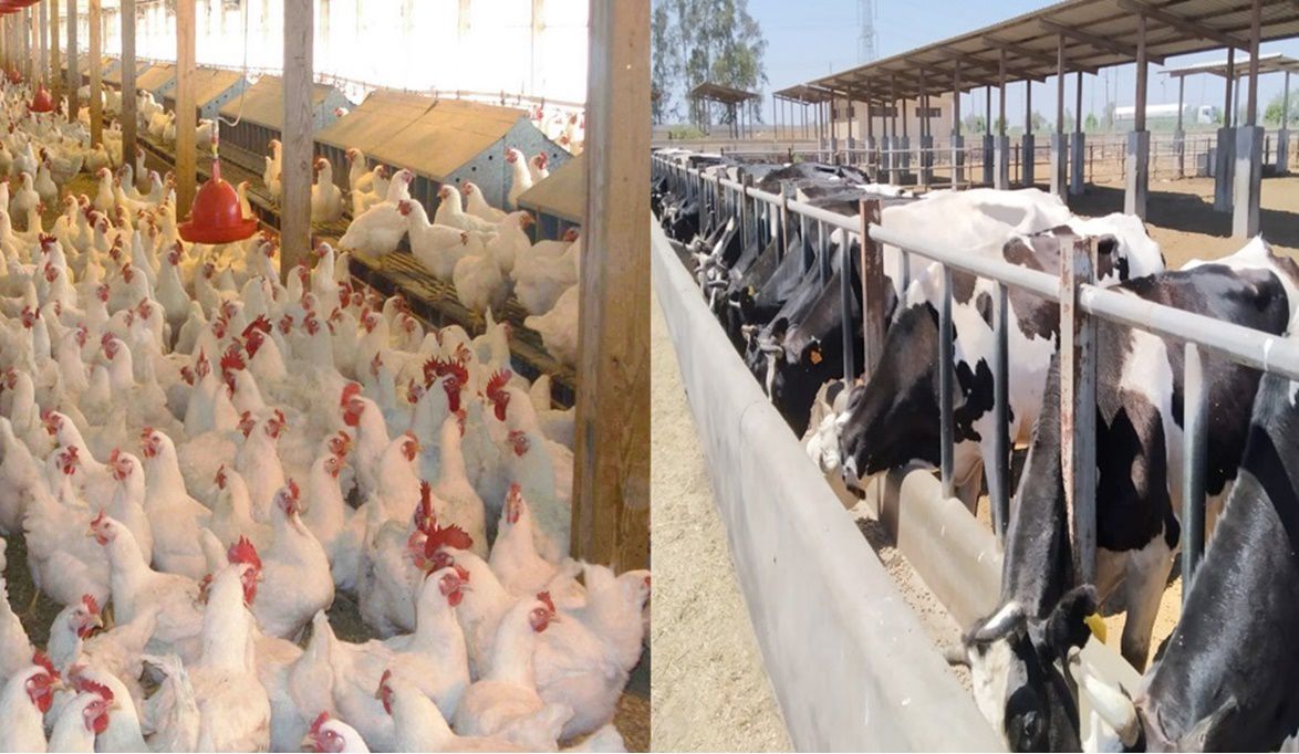 الزراعة لجان مشتركة لمتابعة مبادرات الإنتاج الحيواني وحل مشكلا…