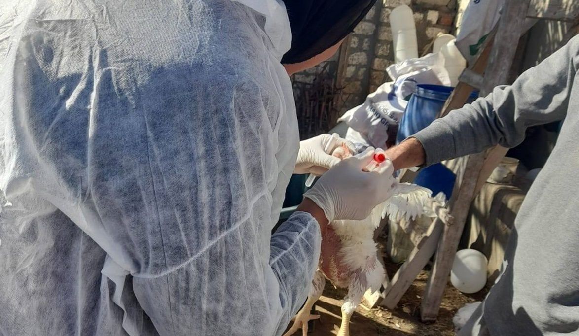 الزراعة المصرية تحصن 1.5 مليون طائر في أكتوبر ضمن برامج التقصي…