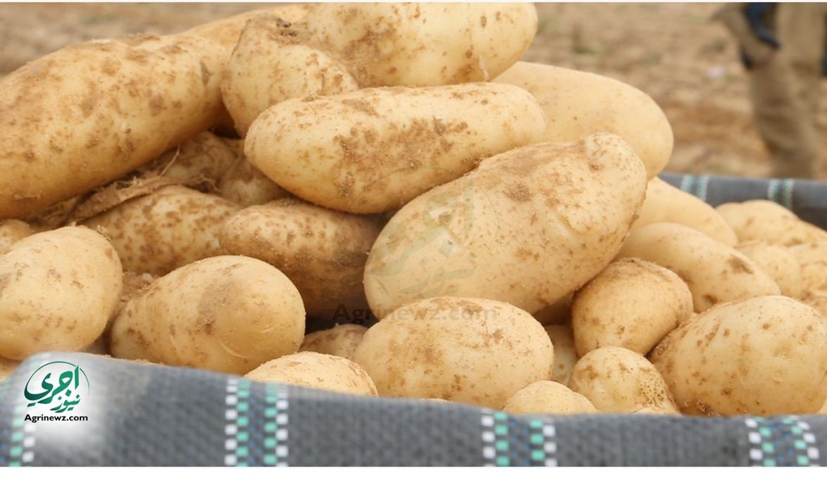 البطاطس المصرية تتصدر الصادرات الزراعية والجودة والرقابة أساس …