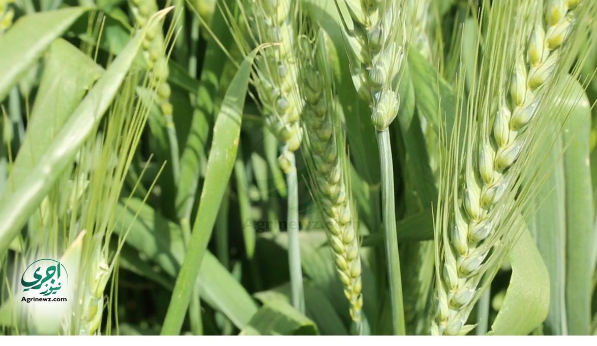 إجراءات إنقاذية للمزارعين بعد موجة الزراعة المبكرة للقمح…