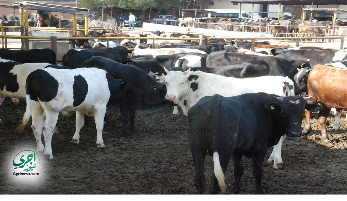 الزراعة تطلق “مبادرة الأبقار العشار” لدعم صغار المربين.. تقسيط…