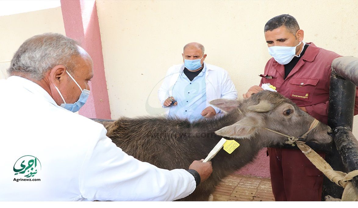 الزراعة تنسق مع الأوقاف والكنائس لدعم حملة تحصين الماشية ضد ال…