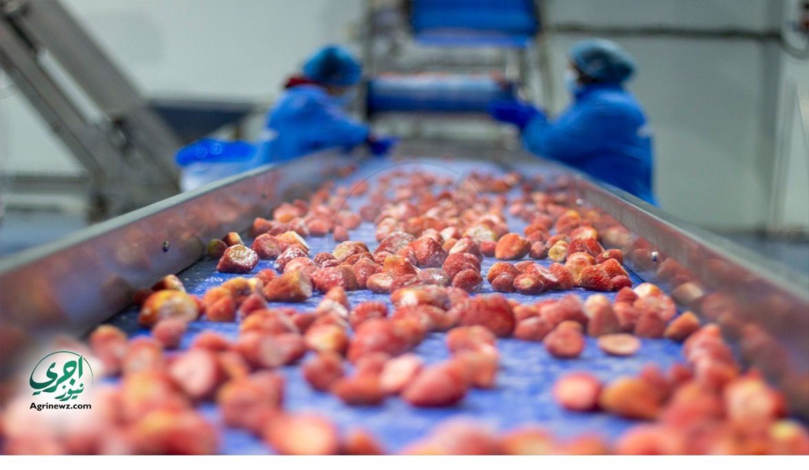 مصر الأولى عالمياً في تصدير الفراولة المجمدة.. زيادة التمويل …