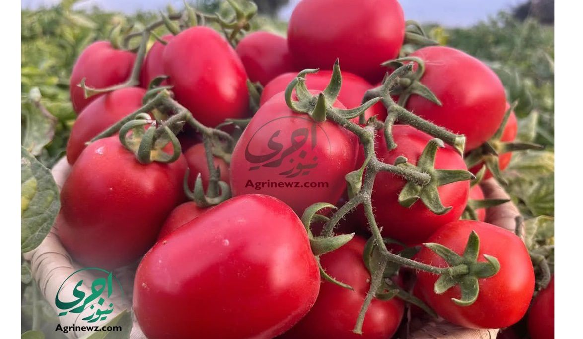 الزراعة تكثف الرقابة الميدانية على زراعات الخضر لمواجهة تقلبات…