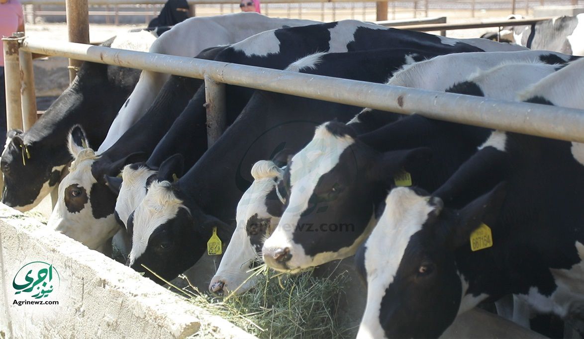 بقسط 1000 جنيه فقط و5% فائدة.. البنك الزراعي يطلق تمويلاً مُيس…