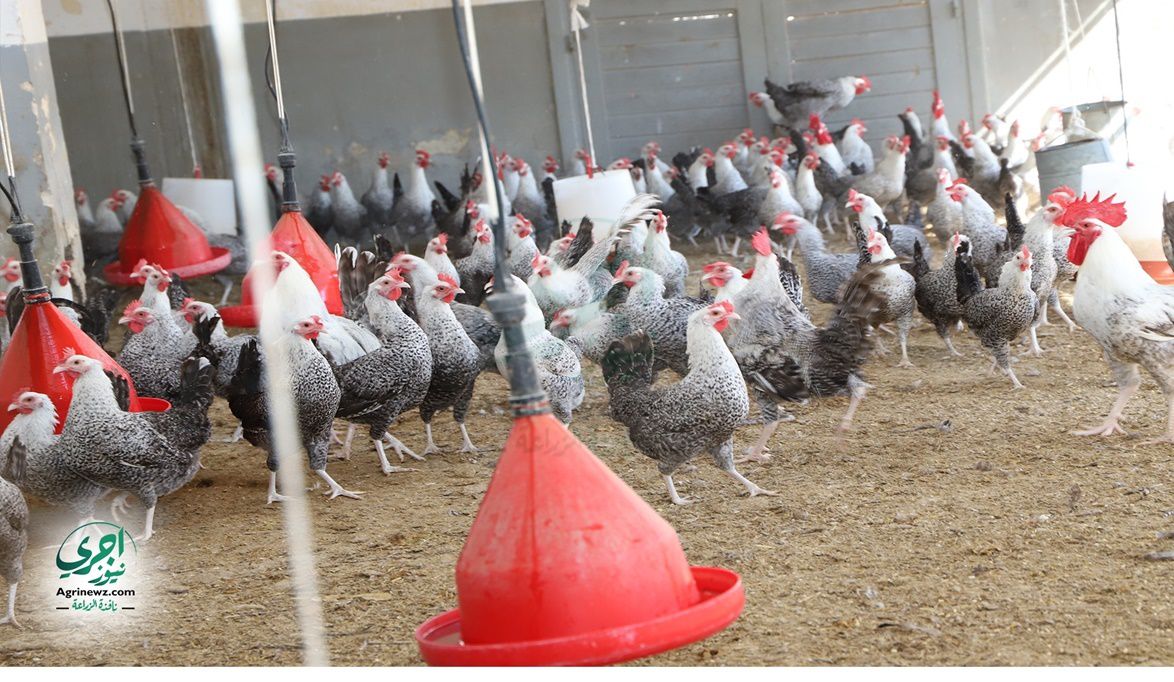 لحل أزمة الوسطاء .. مقترح حكومي لتخزين الدواجن وطرحها في رمضان…