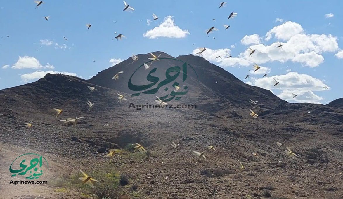 استنفار دائم للجان المسح والمكافحة لمواجهة الجراد الصحراوي في …