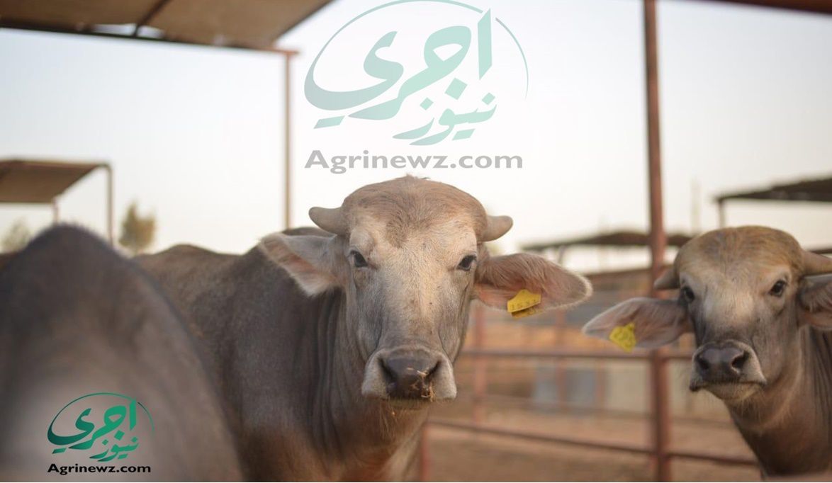 بقسط 1000 جنيه شهرياً ولمدة 5 سنوات .. ” البنك الزراعي” يمول ا…