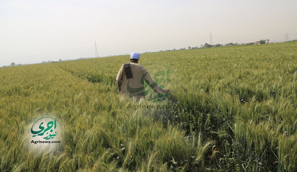 لجان متخصصة وحقول إرشادية لدعم أصناف القمح الجد…