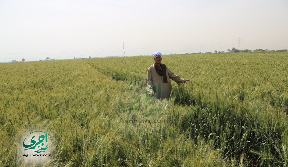 جهود معهد المحاصيل الحقلية لتأمين الغذا…