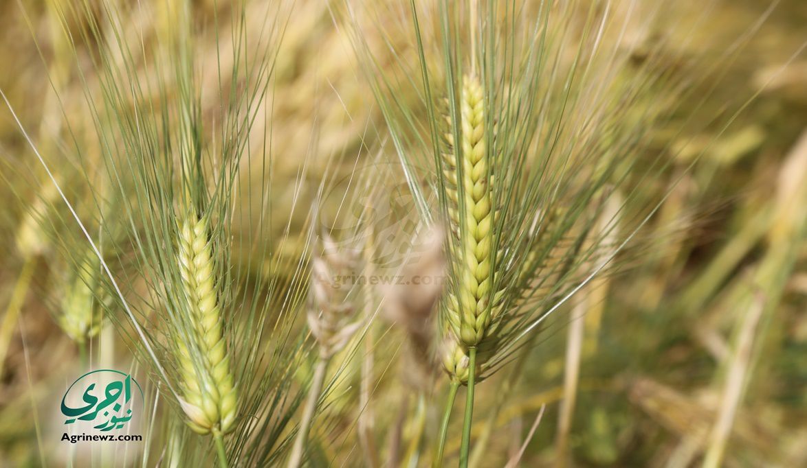 حملات مكثفة لزيادة إنتاج القمح وتطبيق الزراعة على ال…