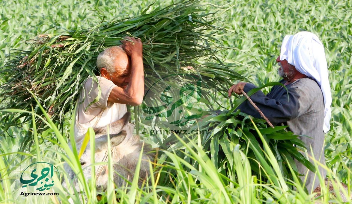 من 18 إلى 54 ألفًا.. زيادة تعجيزية تهدد مصدر رزق مزارعي بهادة …